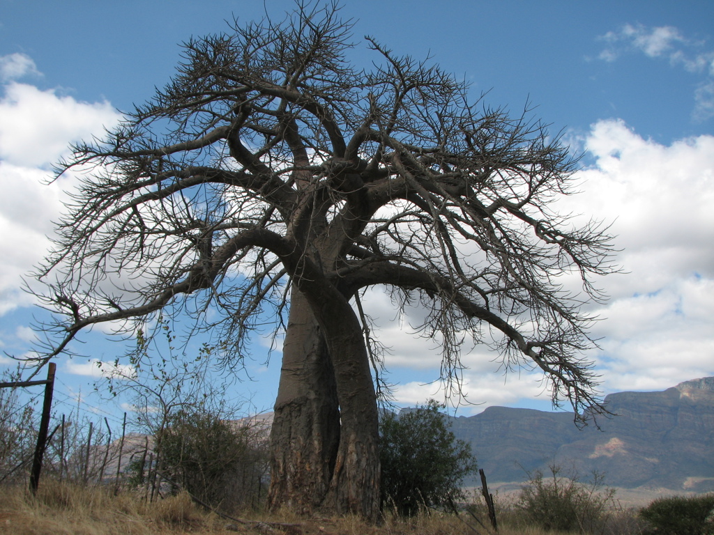 Baobabboom in het landschap van Zuid-Afrika tijdens een fietsvakantie, met bergen op de achtergrond.