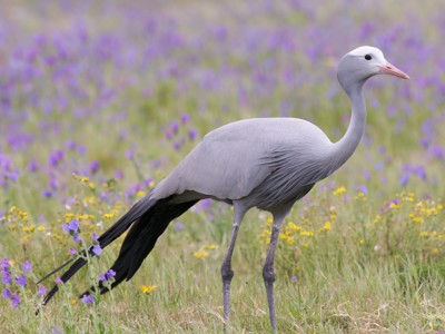 Blauwe kraanvogel in bloemrijk grasland tijdens route Kaapstad - Johannesburg.