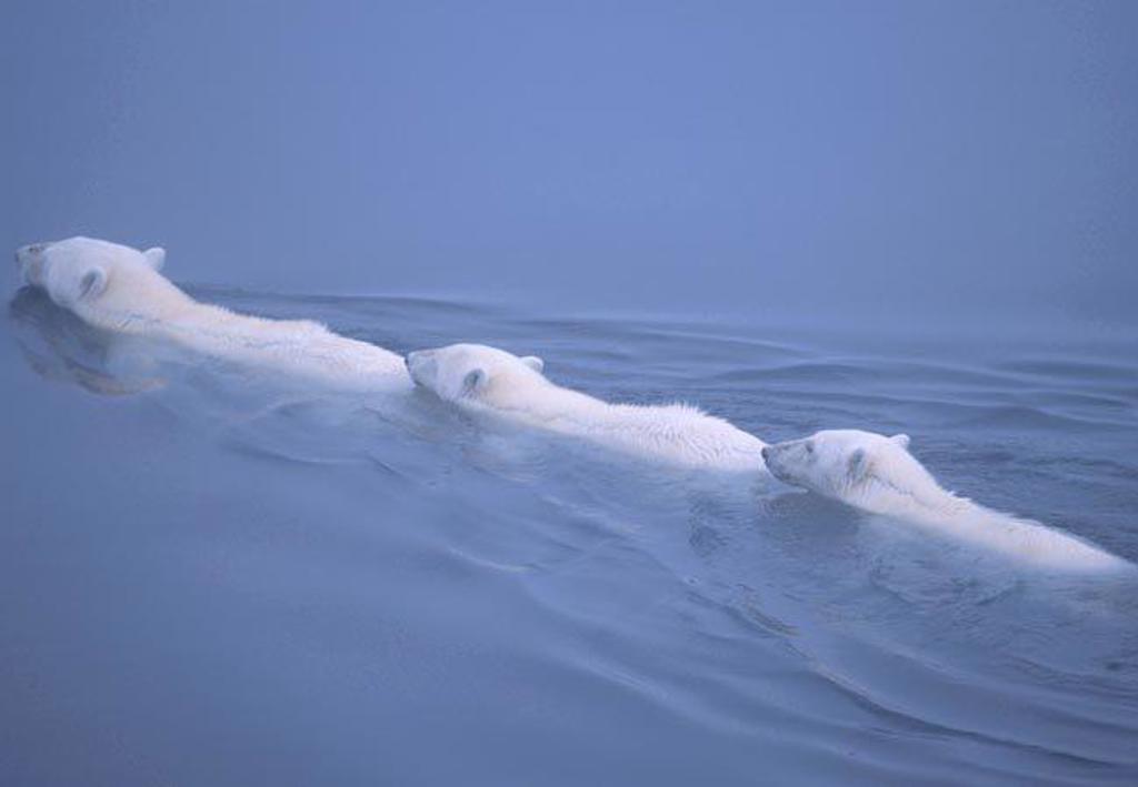 Groepsrondreis van IJsland naar Groenland en Spitsbergen in het poolgebied.