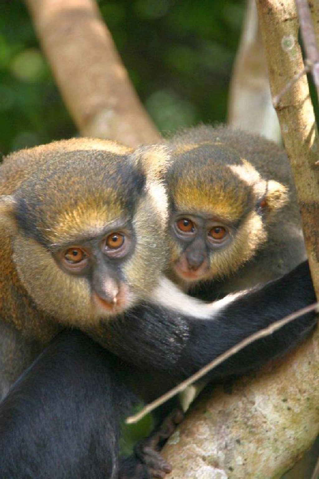 Twee meerkatten in een boom, gezien tijdens de groepsrondreis Ghana, Togo en Benin.