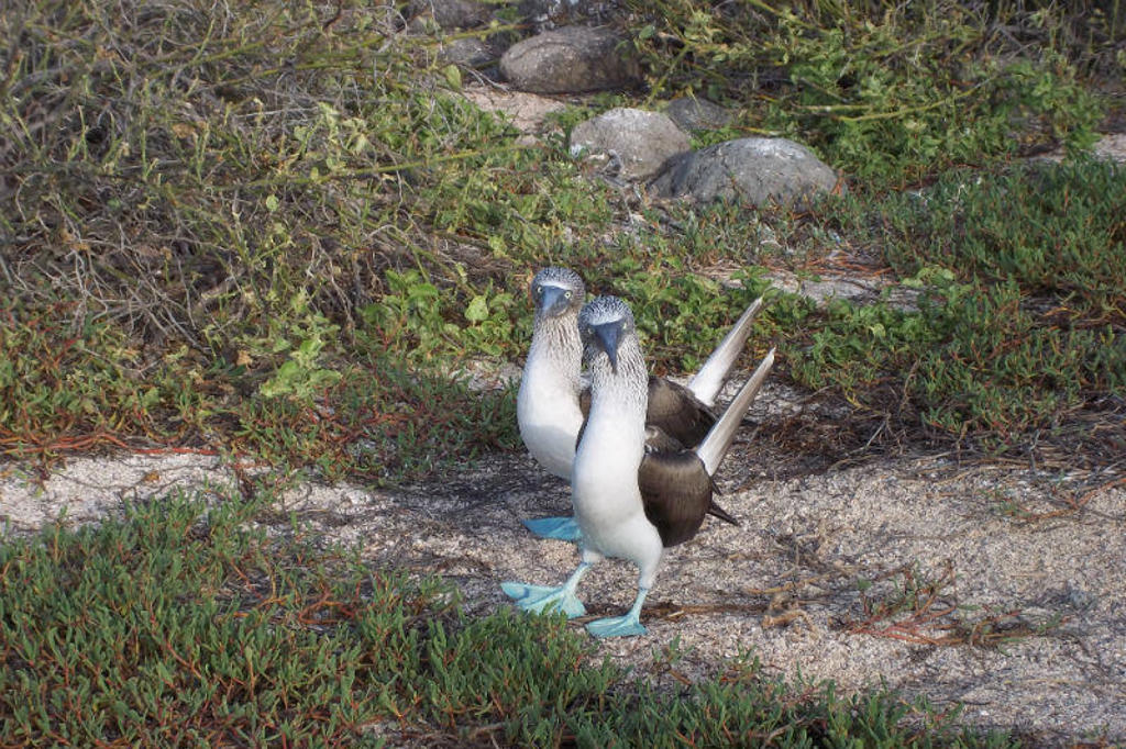 Twee blauwvoetgenten op de Galapagos-eilanden tijdens een groepsrondreis Ecuador & Galapagos.