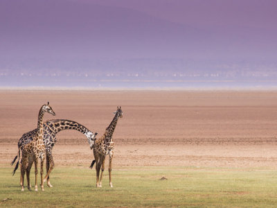 Twee giraffen op de savanne in Tanzania tijdens een familiereis.