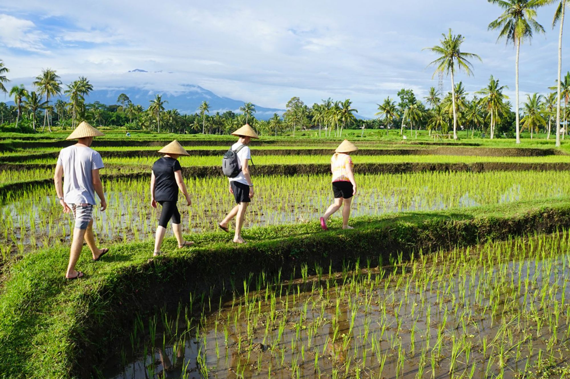 Toeristen wandelen door rijstvelden op Bali, met palmbomen en een vulkaan op de achtergrond.