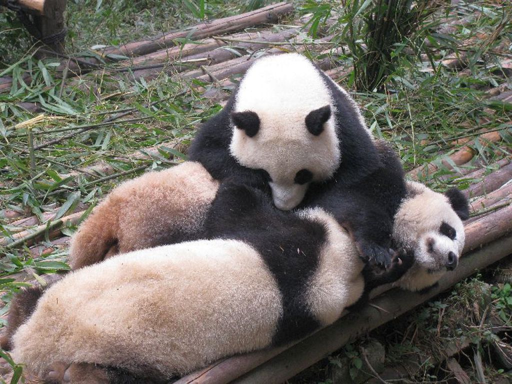 Reuzenpanda met jong in een bamboebos in China tijdens een familiereis.