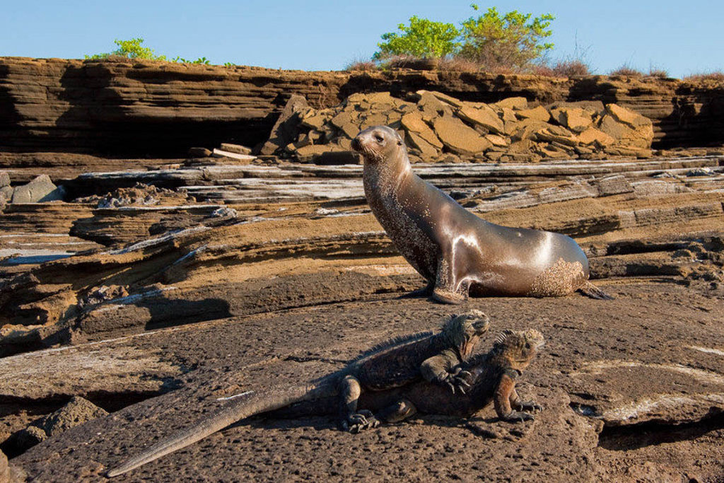 Zeeleeuw en zeeleguanen op vulkanische rotsen op de Galapagoseilanden.