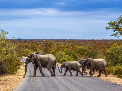 Olifanten steken de weg over in een nationaal park langs de route Johannesburg - Kaapstad.