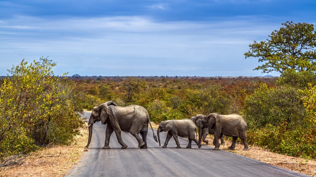 Olifanten steken de weg over in een nationaal park langs de route Johannesburg - Kaapstad.