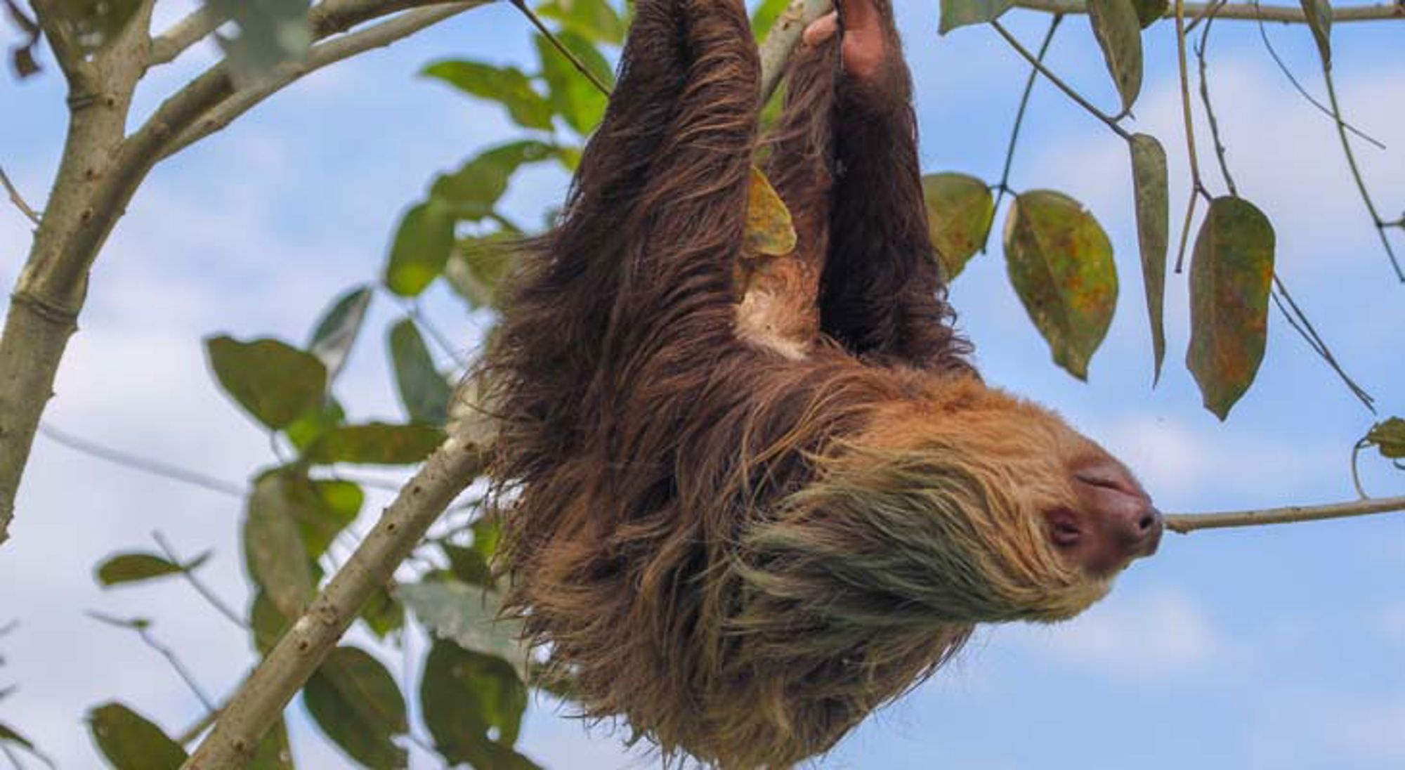 Luiaard Cahuita NP Groene leguaan in het regenwoud van Costa Rica.