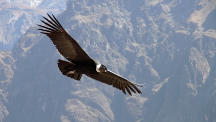 Condor zweeft boven de Andes in Peru.