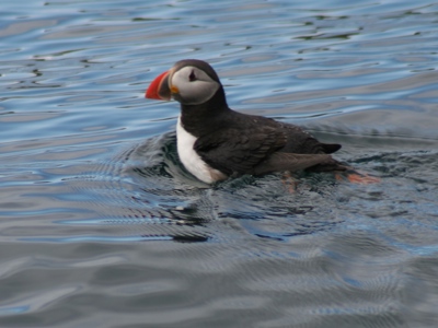 Papegaaiduiker zwemt op zee tijdens de zeilreis met de Antigua richting Spitsbergen.