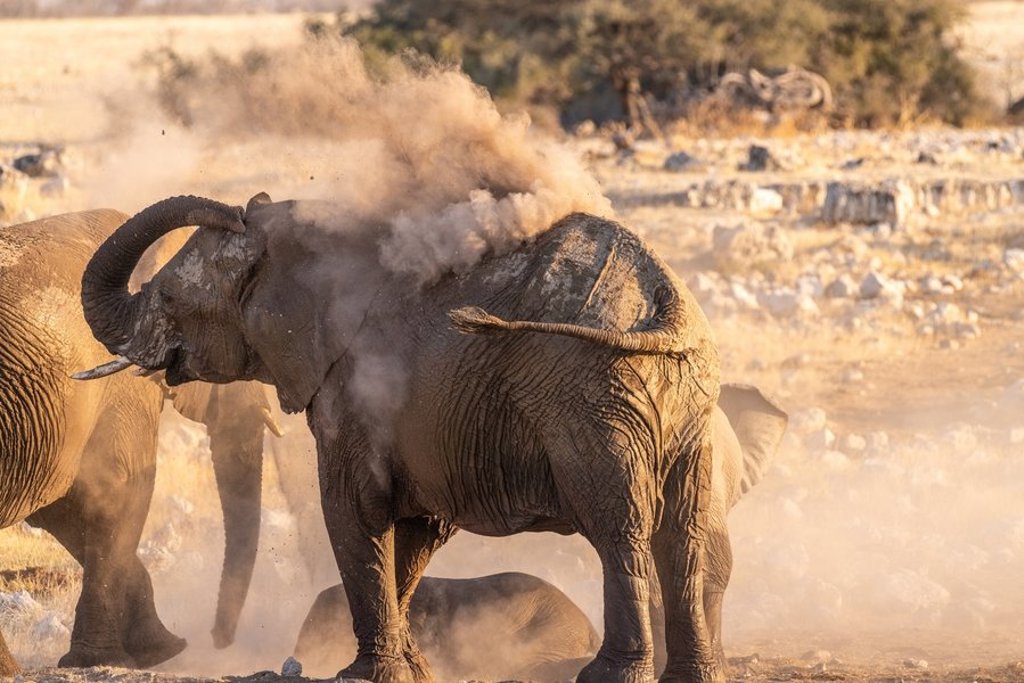 Giraffe steekt boven acaciabomen uit op de savanne tijdens 22-35ers reis Kenia & Tanzania.