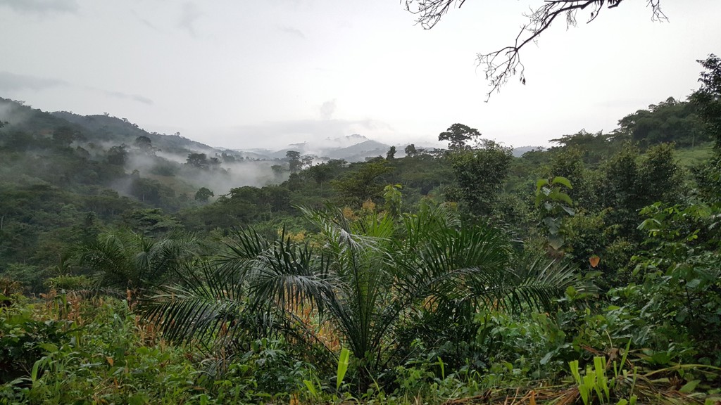 Groen heuvellandschap met tropisch regenwoud en ochtendmist tijdens groepsrondreis Ghana, Togo en Benin.