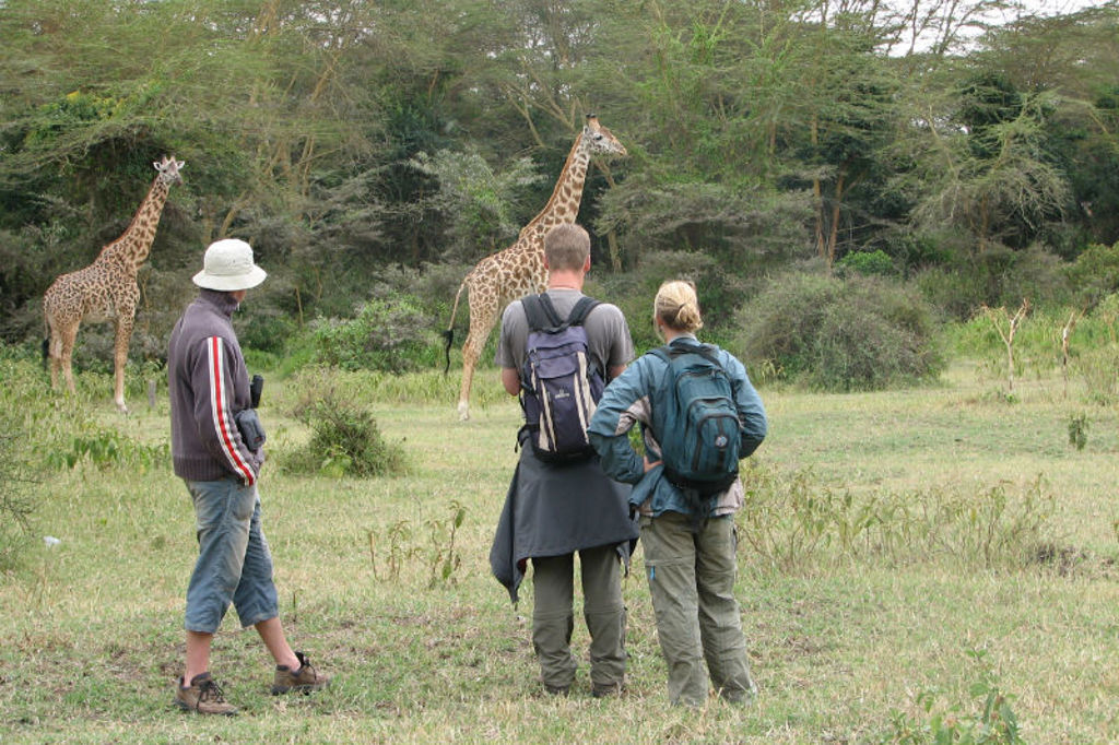 Wandelaars spotten giraffen tijdens een groepsrondreis door Kenia, Tanzania en Zanzibar.