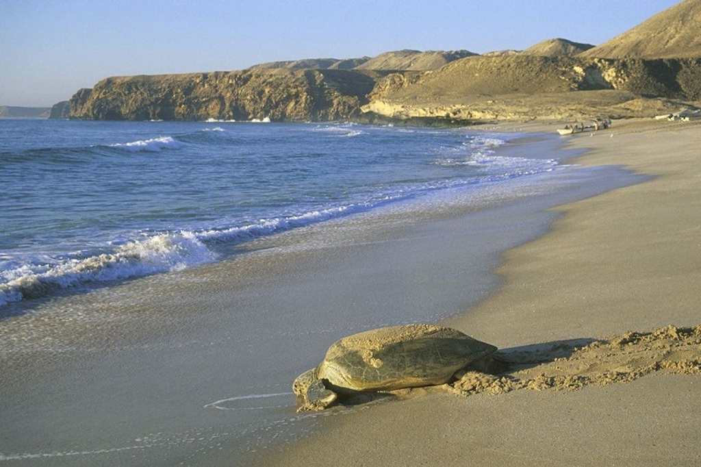 Zeeschildpad op het zandstrand aan de kust van Oman tijdens een groepsrondreis Oman en Dubai.