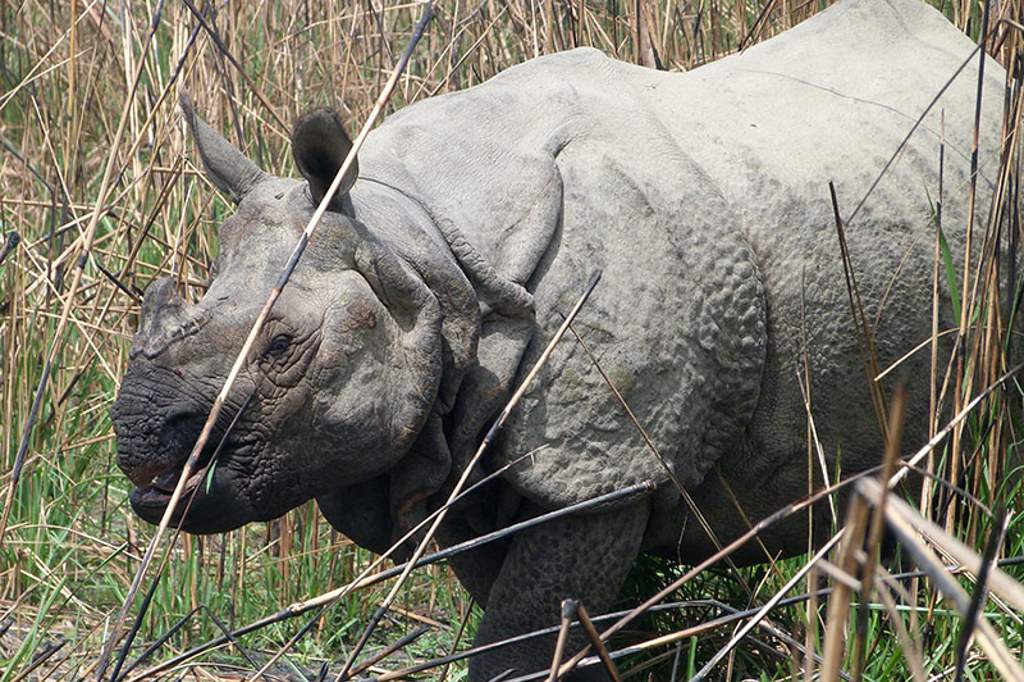Indische neushoorn in hoog gras tijdens een safari in Noord-India.