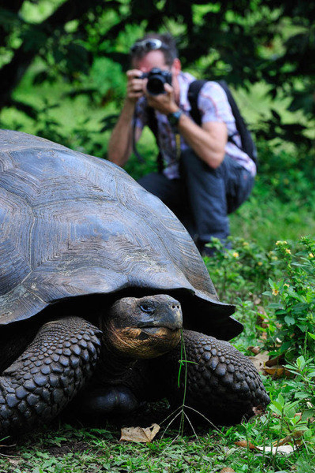 Reiziger fotografeert een reuzenschildpad op de Galápagoseilanden tijdens groepsrondreis Ecuador hoogtepunten.