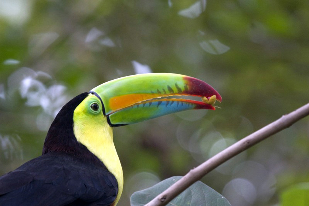 Toekan met felgekleurde snavel in het regenwoud van Costa Rica tijdens een familiereis.