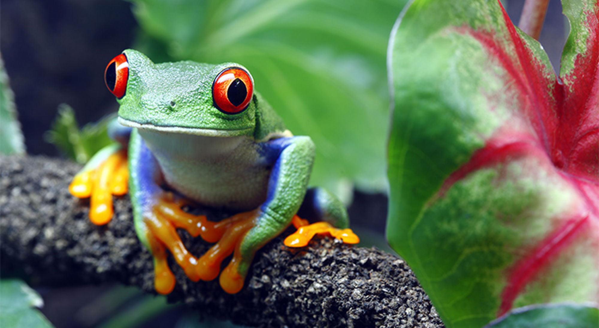 Costa Rica Groene boomkikker met rode ogen en oranje poten op een tak tussen tropische bladeren.
