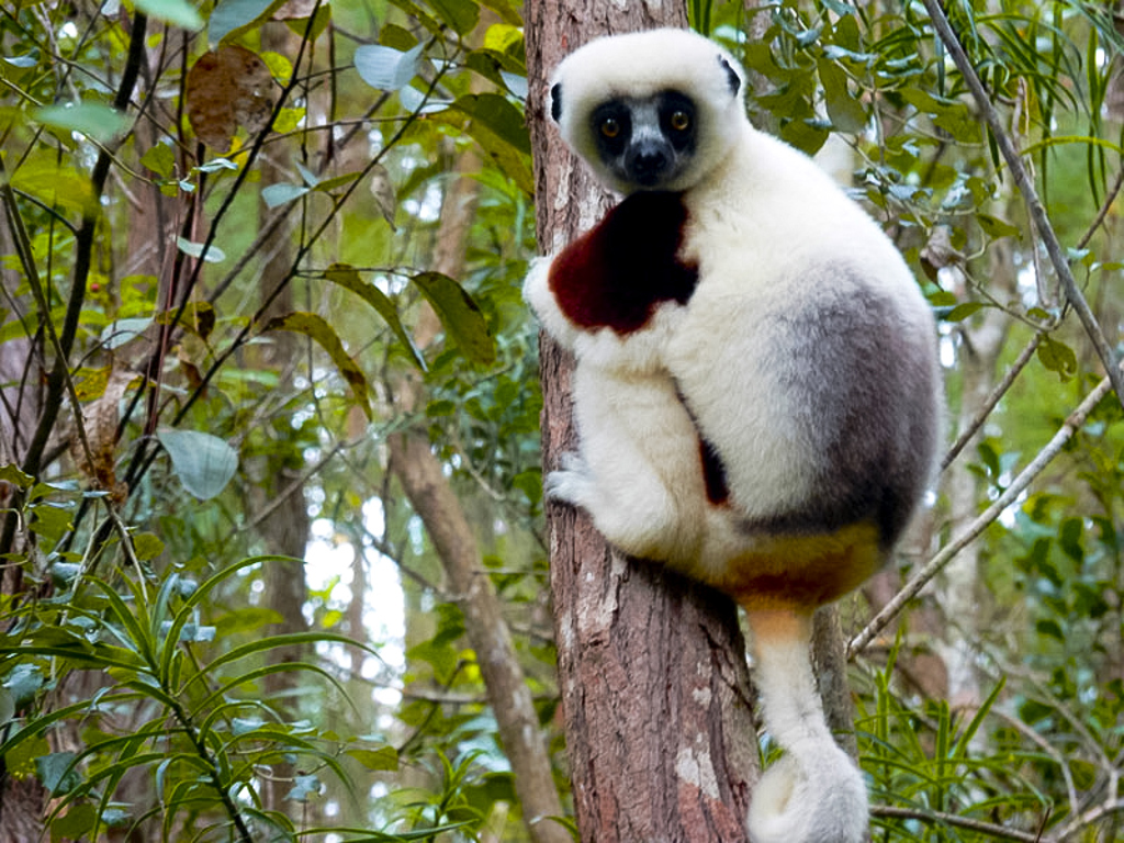 Sifaka-lemuur in een boom in het regenwoud van Madagascar tijdens een groepsrondreis.