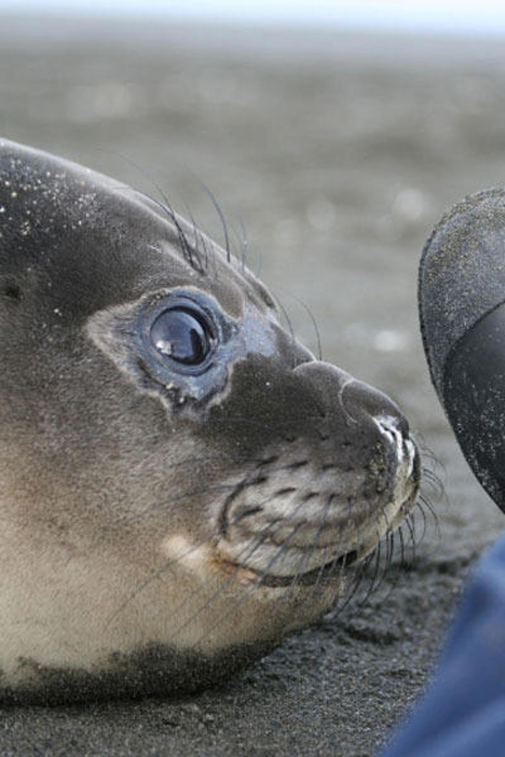 Close-up van een zeehond op het strand tijdens een groepsrondreis Antarctica, Falklands en South Georgia.