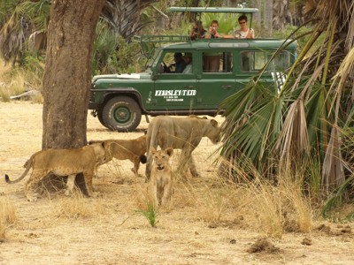 Safariwagen met reizigers die leeuwen fotograferen tijdens de route Zambia, Malawi en Tanzania.