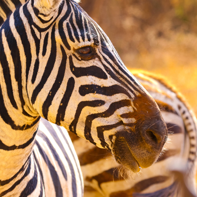 Close-up van een zebra tijdens groepsrondreis Kenia, Tanzania en Zanzibar.