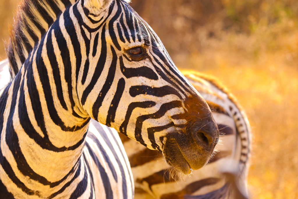 Close-up van een zebra tijdens groepsrondreis Kenia, Tanzania en Zanzibar.