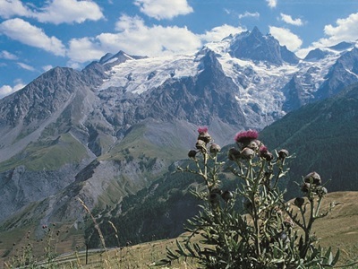 Berglandschap in Nationaal Park Écrins met besneeuwde toppen en alpenbloemen op de voorgrond.