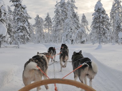 Hondensledeteam op een besneeuwd pad door het winterse bos in Lapland.