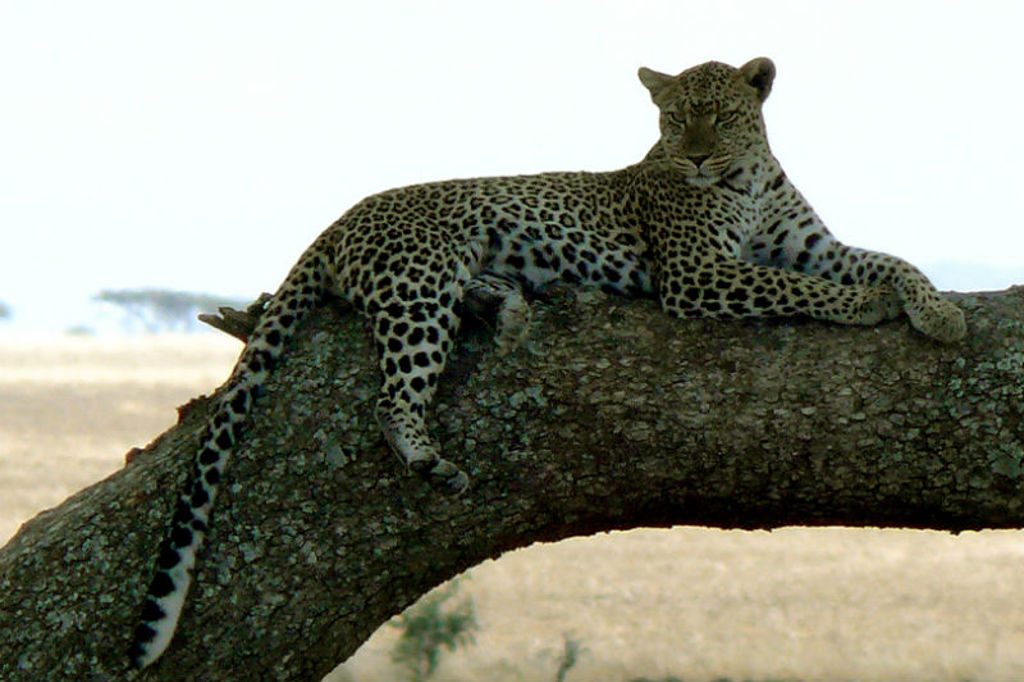 Luipaard rust op een boomtak tijdens safari op groepsrondreis Kenia, Tanzania en Zanzibar.