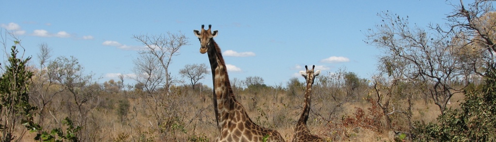 Twee giraffen in de savanne van Zuid-Afrika tijdens een fietsvakantie.