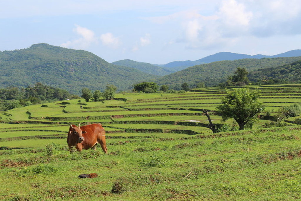 Groene rijstterrassen en heuvels tijdens een fietsvakantie in Sri Lanka, met een koe in de voorgrond.