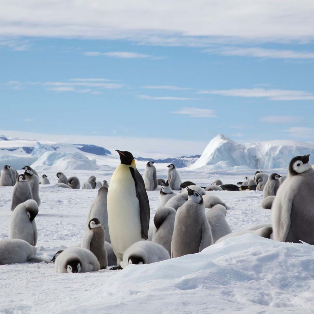 Keizerspinguïn met kuikens op het ijs bij Snow Hill eiland in Antarctica.