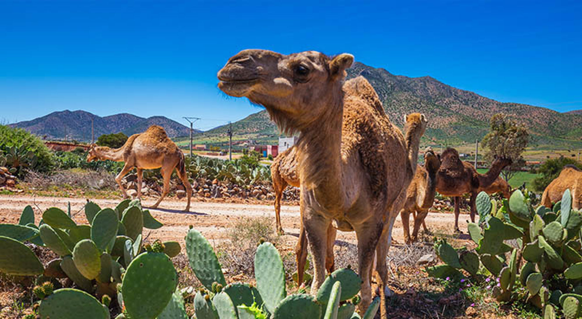 Guelmim kameel Dromedarissen tussen cactussen in het Marokkaanse landschap, met bergen op de achtergrond.