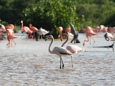 Flamingo’s in een lagune op de route van een familiereis door Mexico.