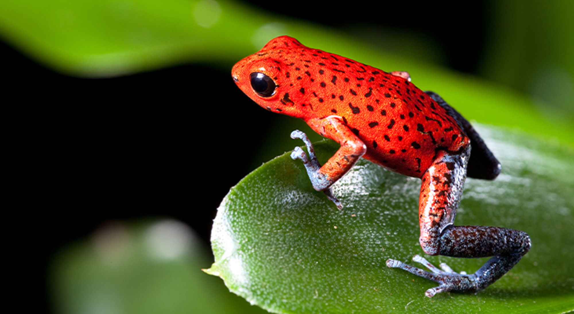 Giftige kikker Costa Rica Rode pijlgifkikker met zwarte stippen op een groen blad.