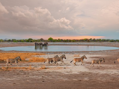 Zebra’s rennen langs een waterpoel met olifanten op de achtergrond, op de route Windhoek naar Victoria Falls.