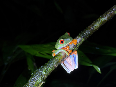 Roodoogmakikikker op een met mos bedekte tak in het regenwoud van Costa Rica.