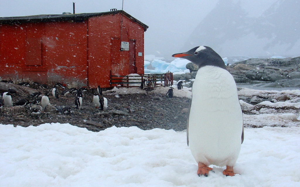 Ezelspinguïn in de sneeuw bij een rood gebouw op Antarctica, met pinguïnkolonie op de achtergrond.