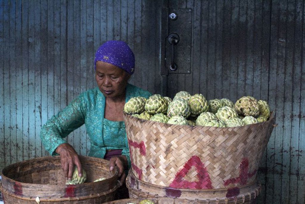 Vrouw op markt in Myanmar sorteert custardappels in grote rieten manden tijdens een familiereis.