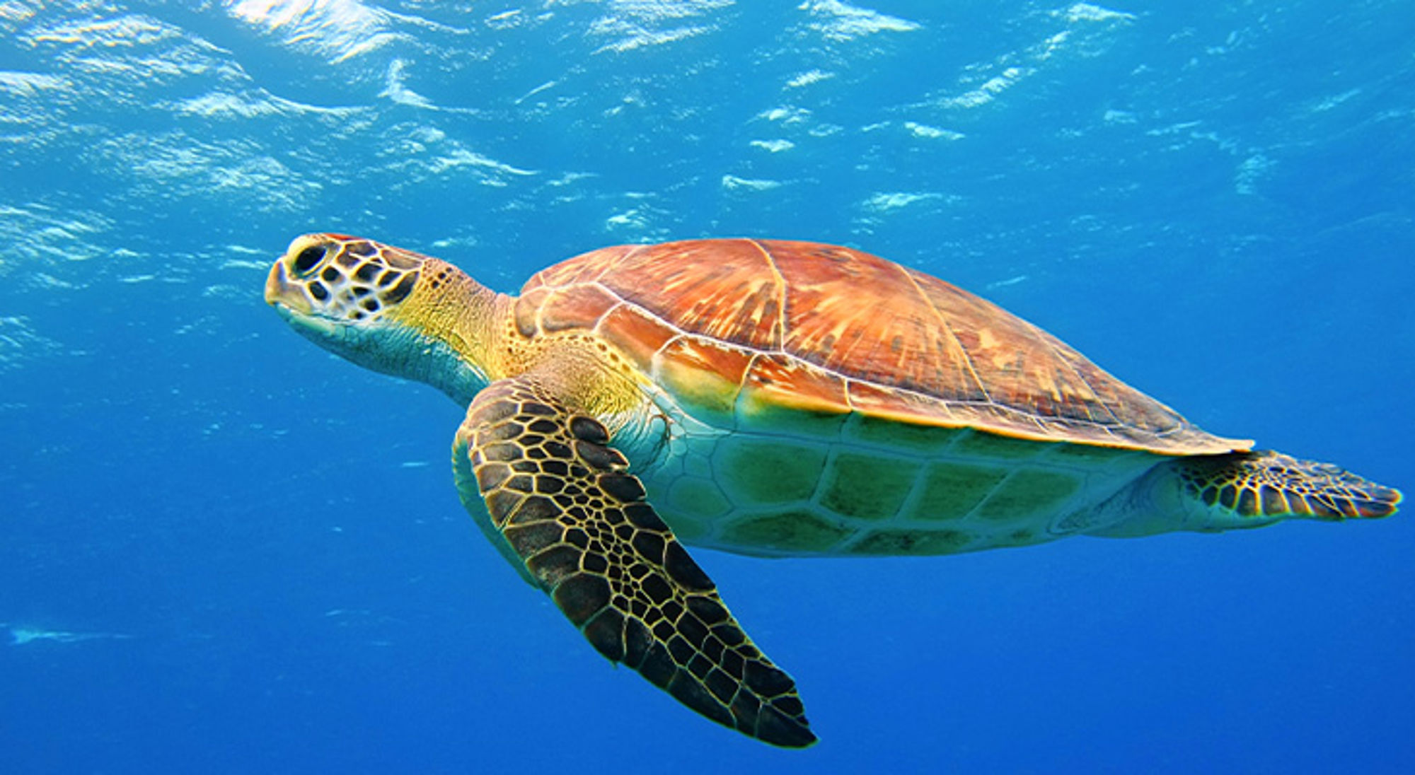 Snorkelen Curacao Zeeschildpad zwemt door helderblauw water in de oceaan.