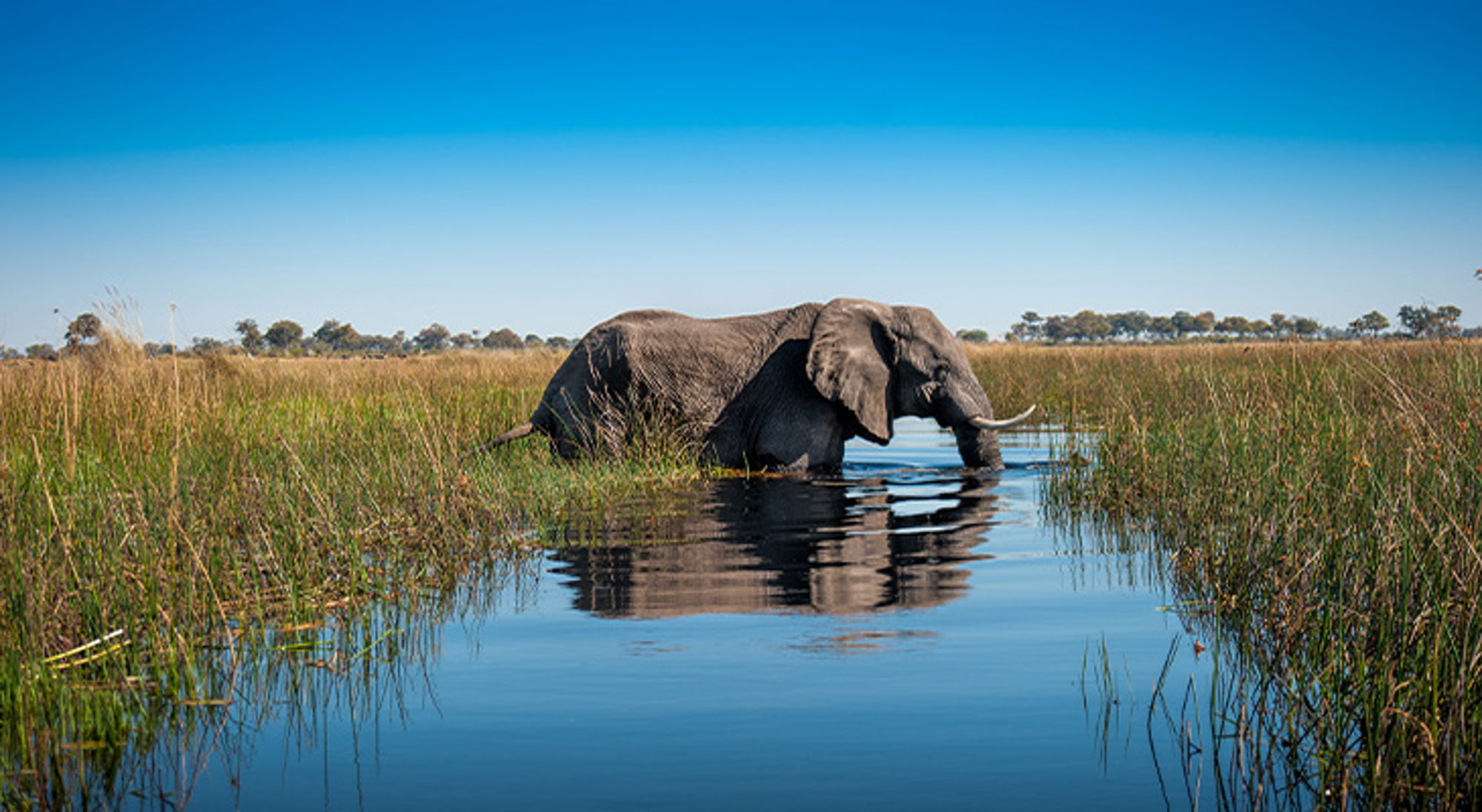 Okavango Delta Botswana Olifant loopt door ondiep water in een rietmoeras onder een heldere blauwe lucht.
