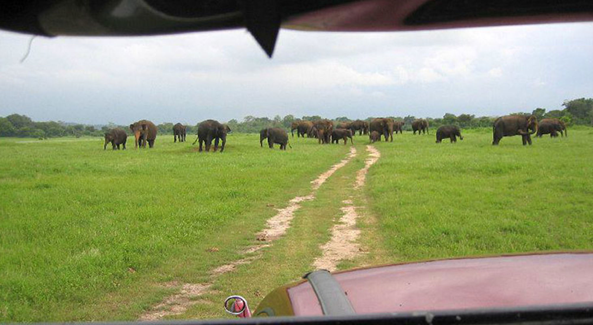 Olifantenkudde op groene savanne langs zandpad, gezien vanuit safariauto.