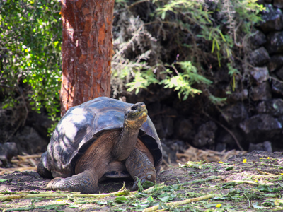 Reuzenschildpad op de Galapagos-eilanden tijdens familiereis Ecuador en Galapagos.
