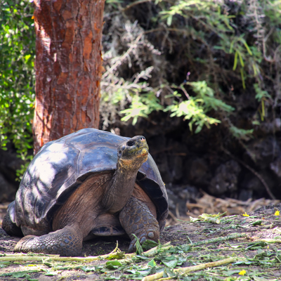 Reuzenschildpad op de Galapagos-eilanden tijdens familiereis Ecuador en Galapagos.