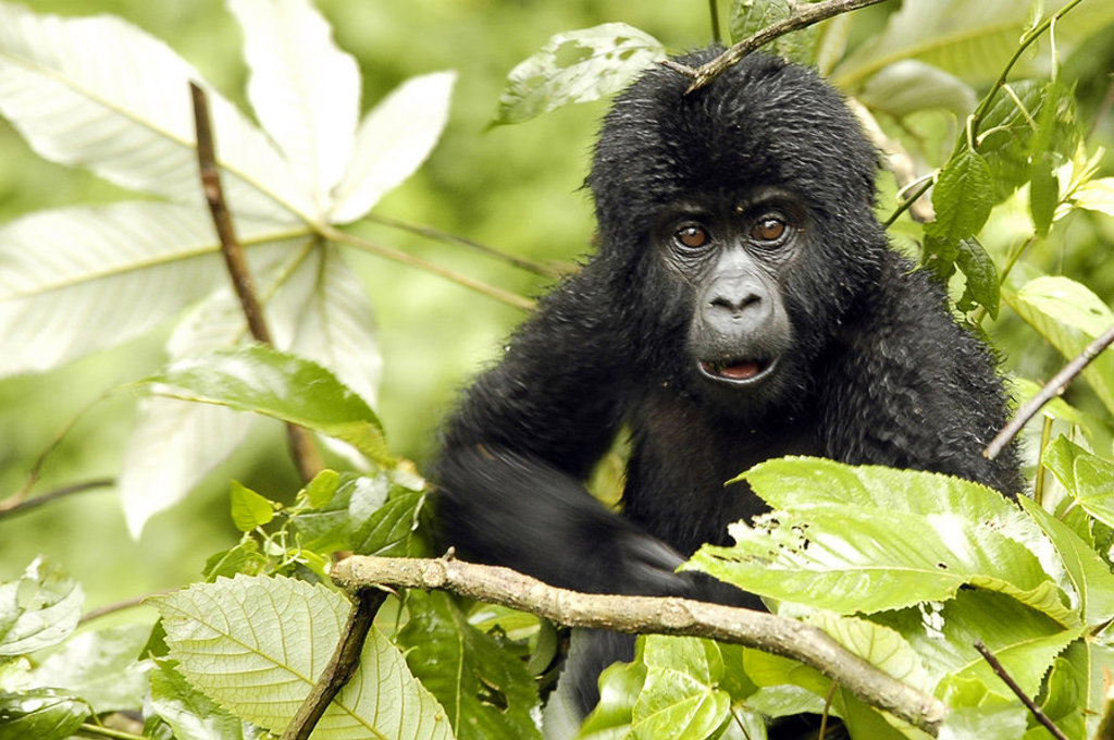 Jonge berggorilla in het regenwoud tijdens groepsrondreis Uganda en Rwanda.