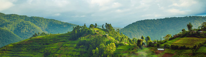 Groene heuvels en terrassenlandschap in Uganda, decor voor een groepsrondreis Uganda en Rwanda.