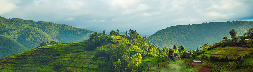 Groene heuvels en terrassenlandschap in Uganda, decor voor een groepsrondreis Uganda en Rwanda.
