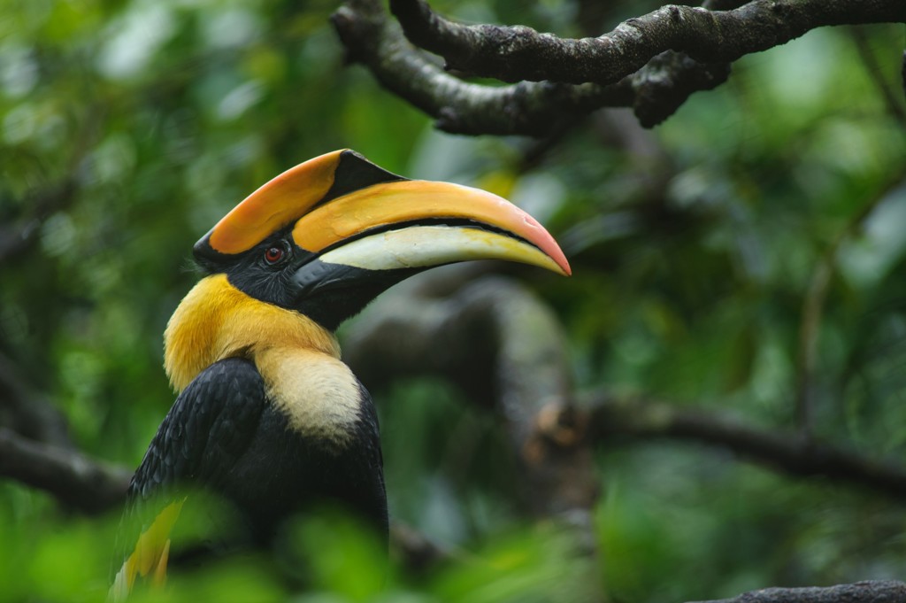 Neushoornvogel in het regenwoud van Zuid-Thailand.