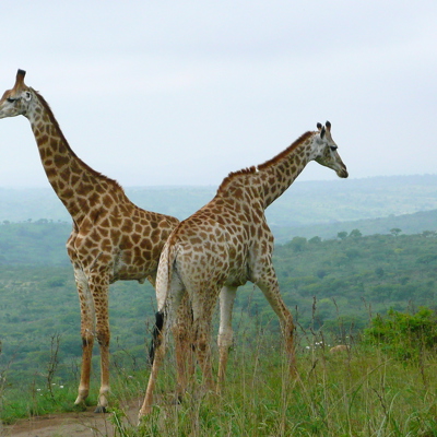 Twee giraffen in de savanne tijdens een familiereis door Zuid-Afrika en eSwatini.
